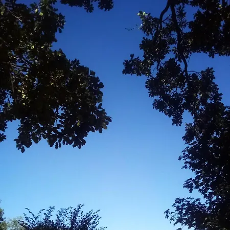 Tente Tipi En Plein Coeur D'une Foret *