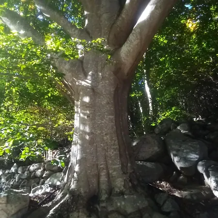 豪华帐篷 Tente Tipi En Plein Coeur D'une Foret *